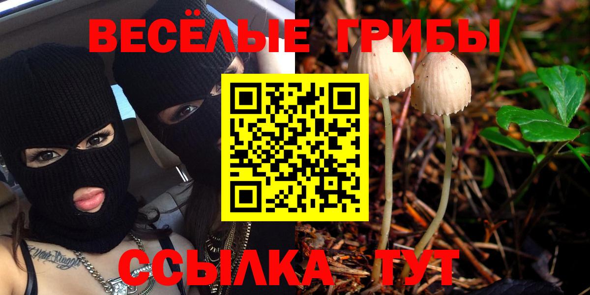 Псилоцибиновые грибы Psilocybe Десногорск
